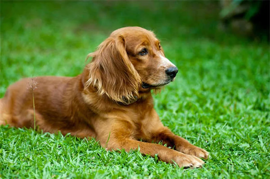 Positive Reinforcement Dog Training: 5 Proven Techniques That Work