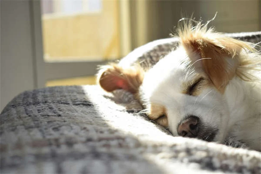 Positive Reinforcement Dog Training: 5 Proven Techniques That Work
