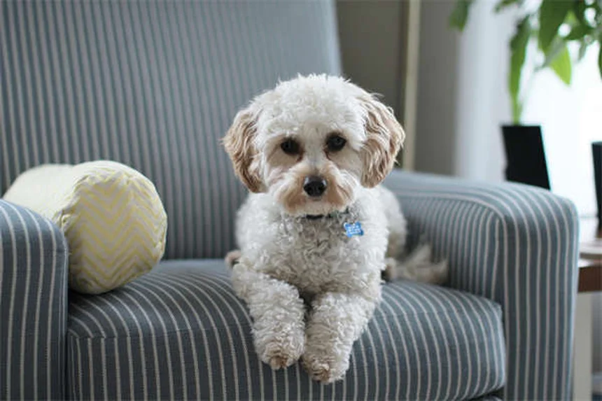 Positive Reinforcement Dog Training: 5 Proven Techniques That Work