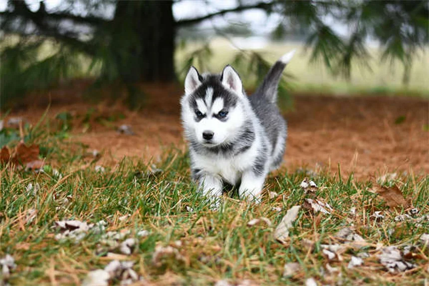 Can Dogs Take Imodium®? Vet-Approved Safety Guide