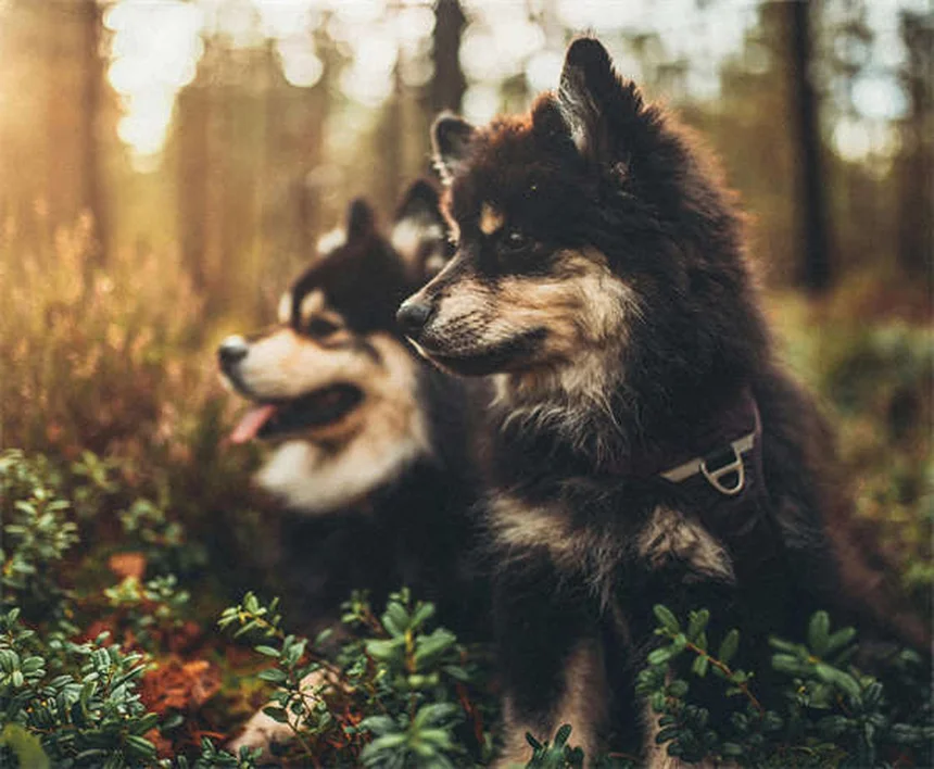 Can Dogs Take Imodium®? Vet-Approved Safety Guide