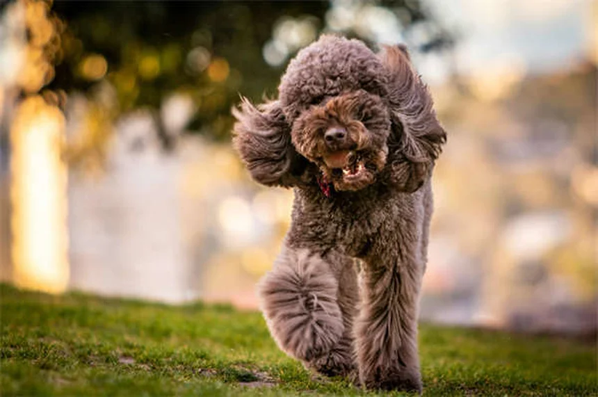 Can Dogs Take Imodium®? Vet-Approved Safety Guide