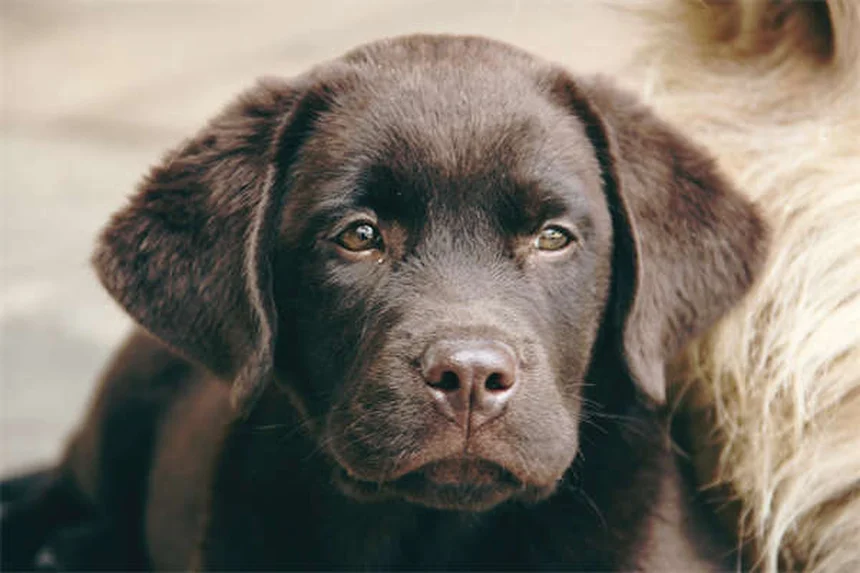 Puppy Nutrition 101: 5 Key Differences From Adult Dog Food
