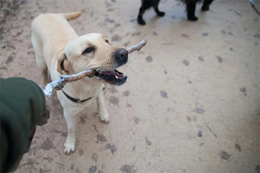 Puppy Nutrition 101: 5 Key Differences From Adult Dog Food
