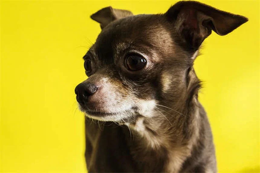 Why Is My Dog Nervous Around Me? 5 Calming Tips That Work