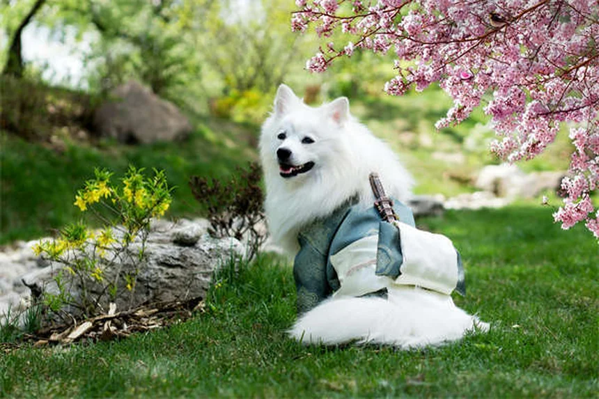 Can Benadryl Calm Dogs? Vet-Approved Answers & Better Solutions