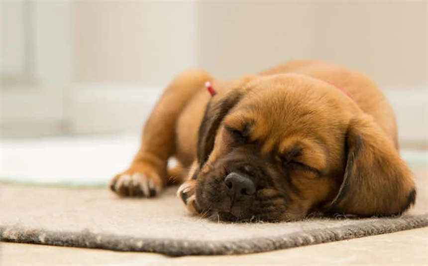 Can Benadryl Calm Dogs? Vet-Approved Answers & Better Solutions