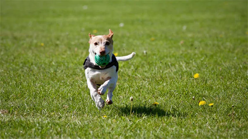 10 Essential Tips for Walking Your Dog in Summer Heat Safely