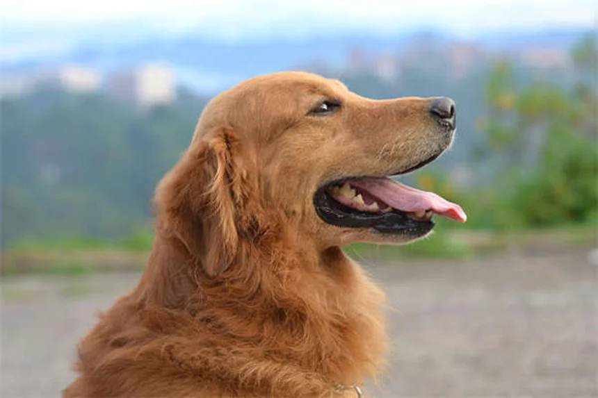 10 Essential Tips for Walking Your Dog in Summer Heat Safely