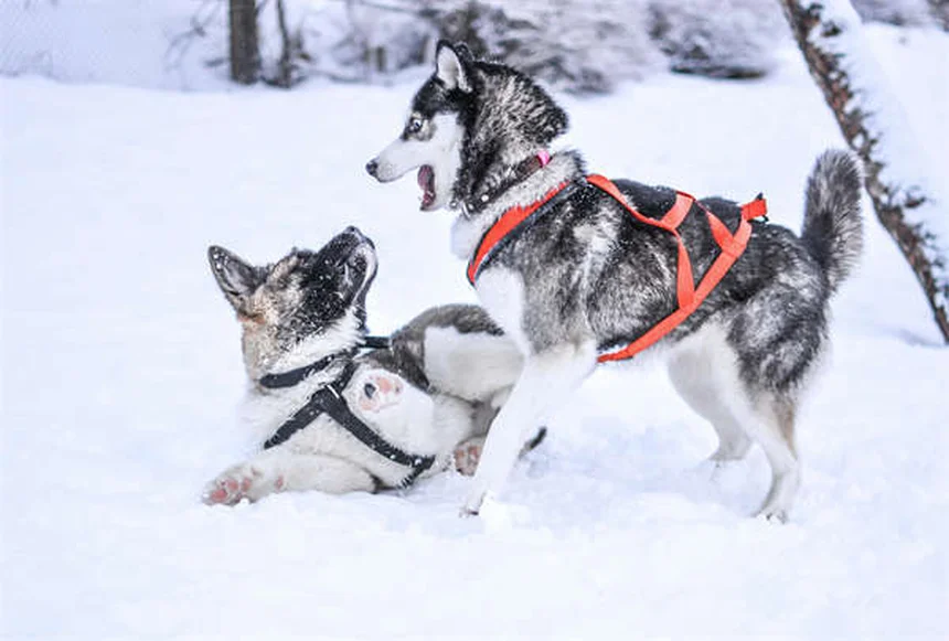 Pica in Dogs: 7 Warning Signs & How to Stop This Dangerous Habit