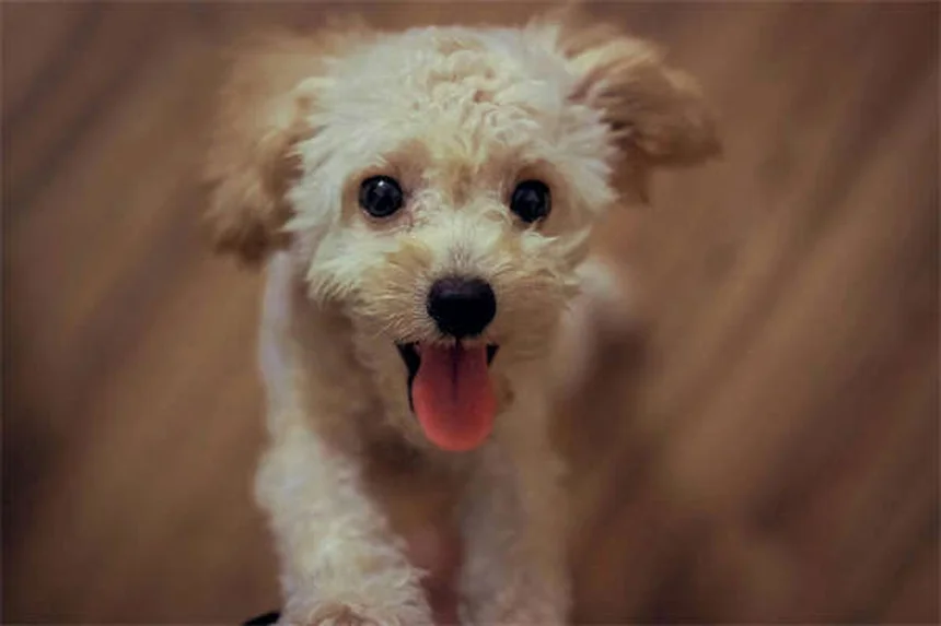 Ear Cropping in Dogs: 5 Crucial Facts Every Pet Owner Should Know