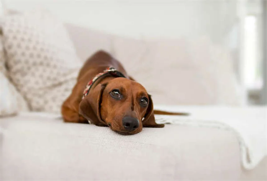Ear Cropping in Dogs: 5 Crucial Facts Every Pet Owner Should Know