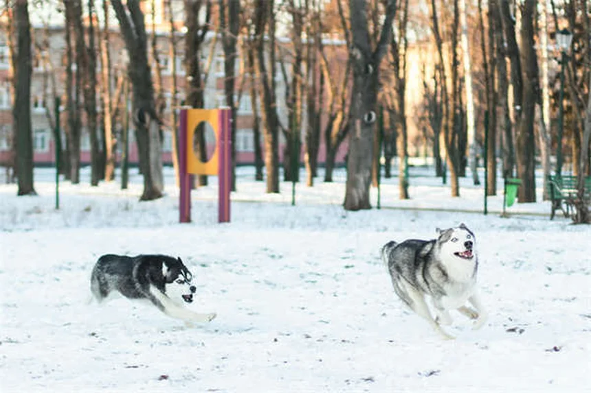 Ear Cropping in Dogs: 5 Crucial Facts Every Pet Owner Should Know