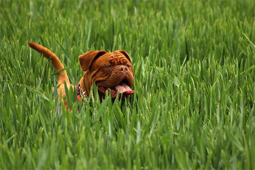 Why Do Puppies Cry? 5 Surprising Reasons & How to Comfort Them