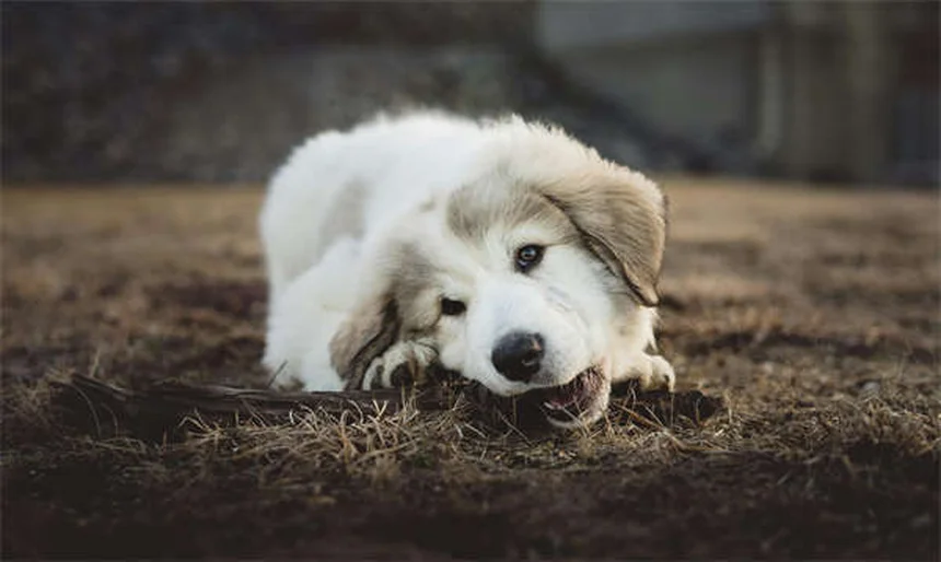 Sago Palm Poisoning in Dogs: Symptoms, Treatment & Prevention