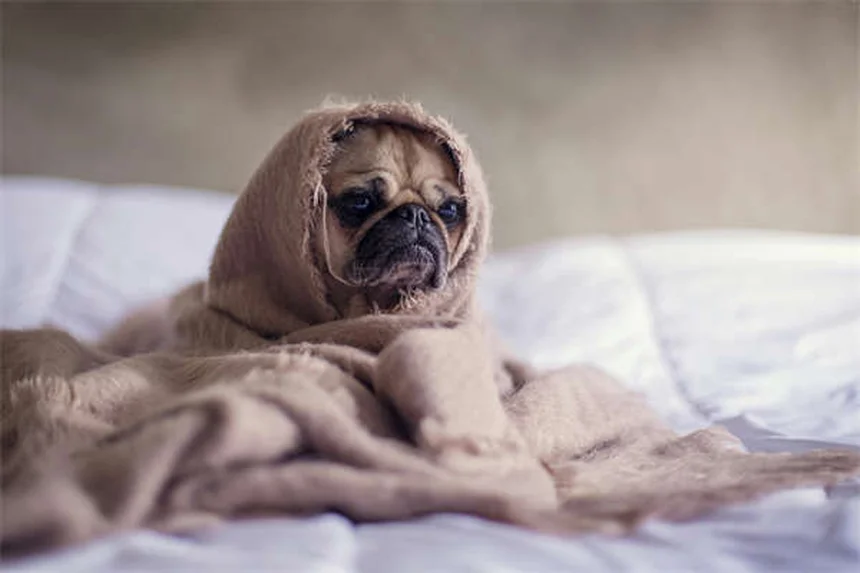 Lorazepam for Dogs: Safe Usage Guide & Side Effects