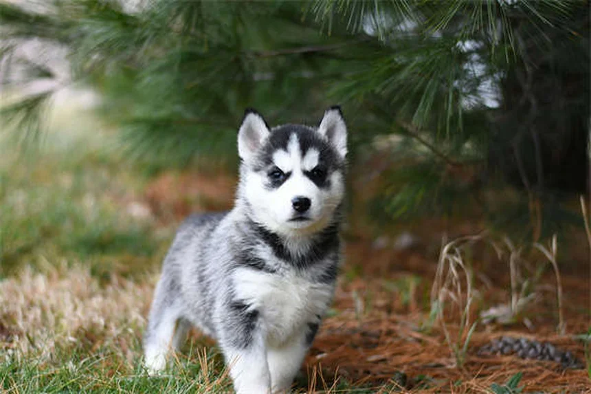Lorazepam for Dogs: Safe Usage Guide & Side Effects