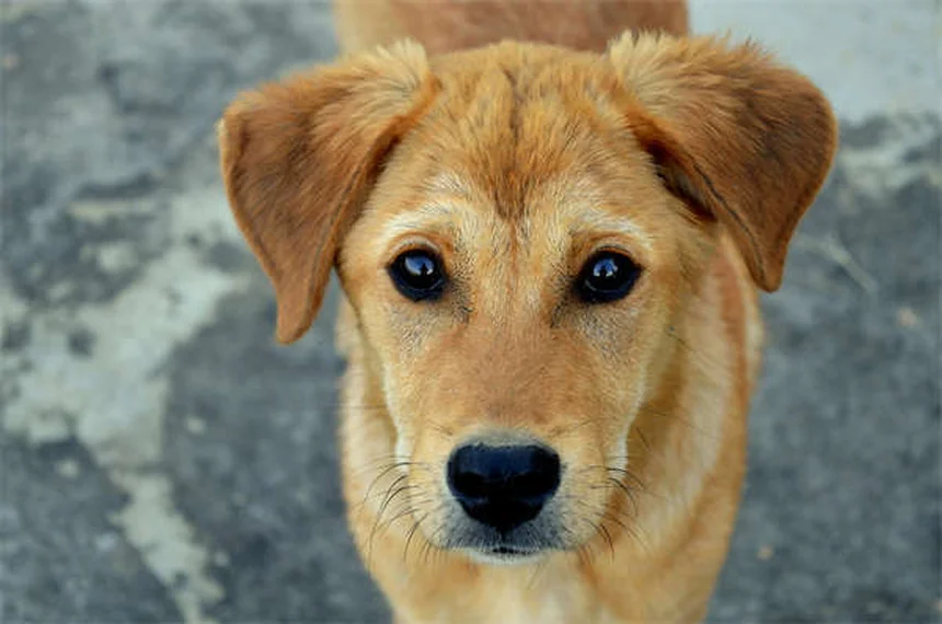 犬のセロトニン症候群とは？症状と対処法を獣医師が解説