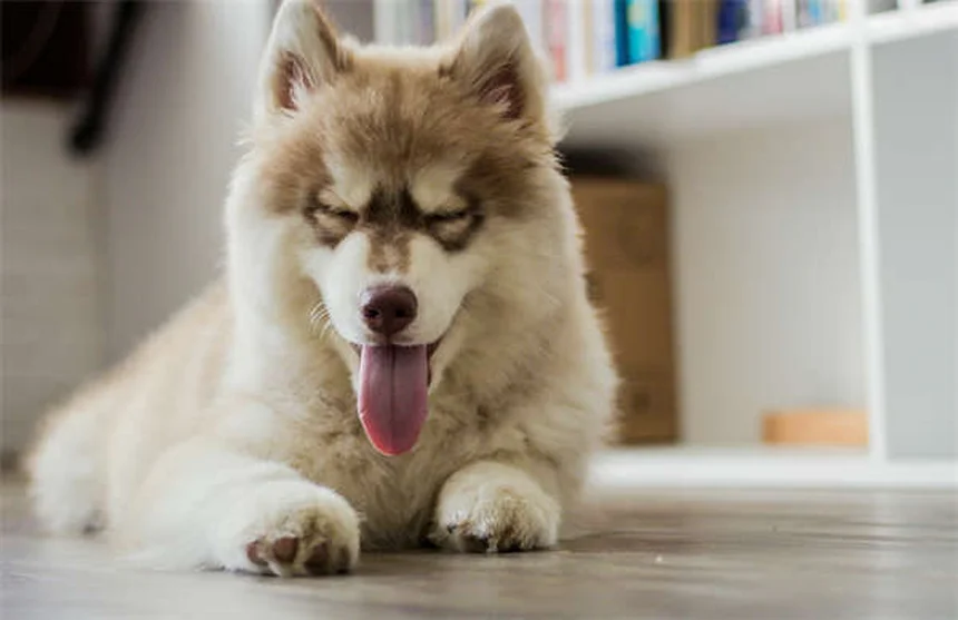 犬のセロトニン症候群とは？症状と対処法を獣医師が解説