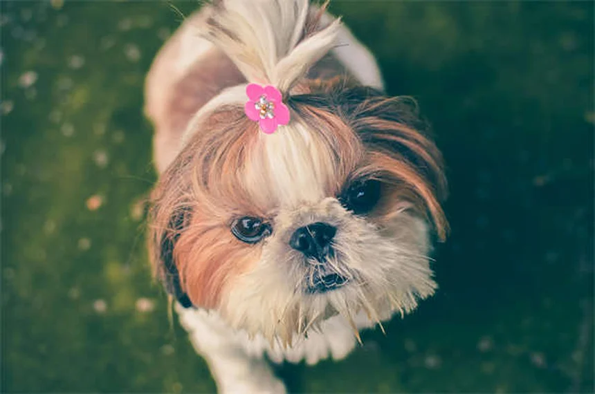犬のセロトニン症候群とは？症状と対処法を獣医師が解説