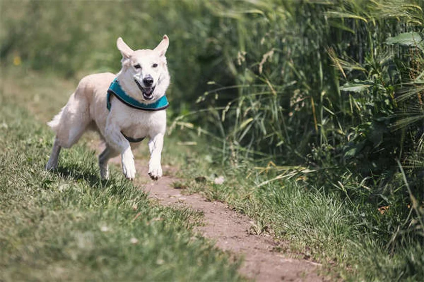 犬のセロトニン症候群とは？症状と対処法を獣医師が解説