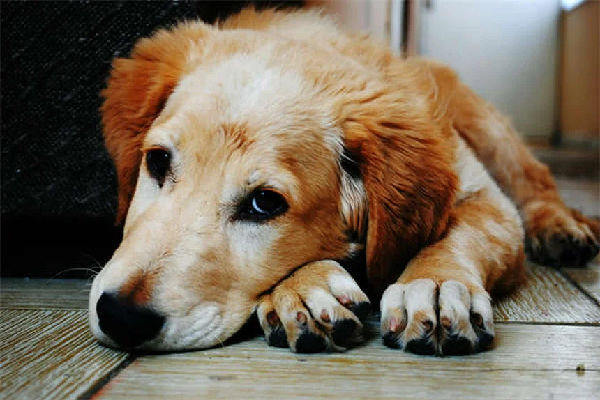 子犬のトイレトレーニング成功法｜3ステップで簡単に覚えさせるコツ